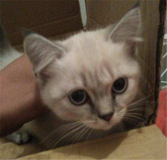重点色短毛猫有什么特点
