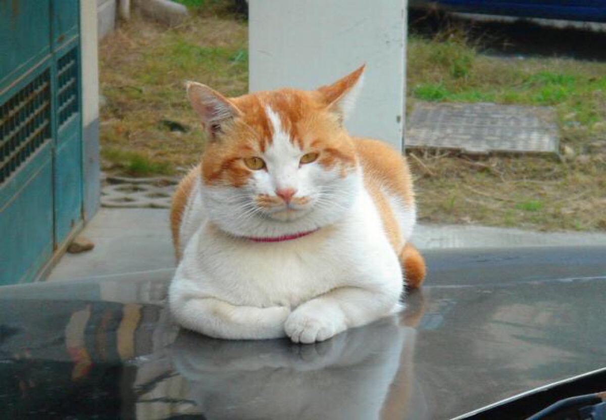 斯可可猫的食物禁忌 斯可可猫的食物禁忌