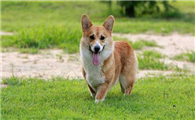 威尔斯柯基犬一天吃几顿
