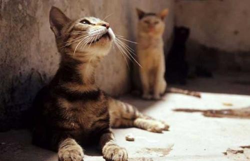 埃及猫好养吗 埃及猫好养吗