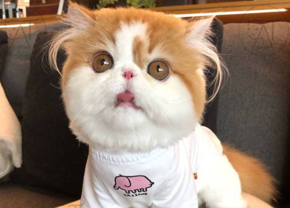 怎么看异国短毛猫多大了 怎么看异国短毛猫多大了