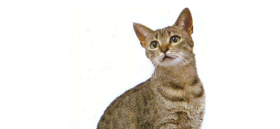 埃及猫有几种颜色