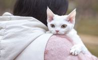 德文卷毛猫粘人吗