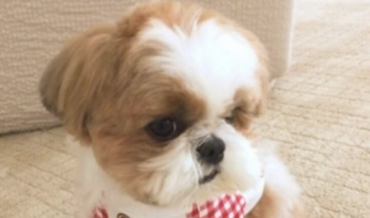 西施犬训练技巧有哪些 西施犬训练技巧有哪些