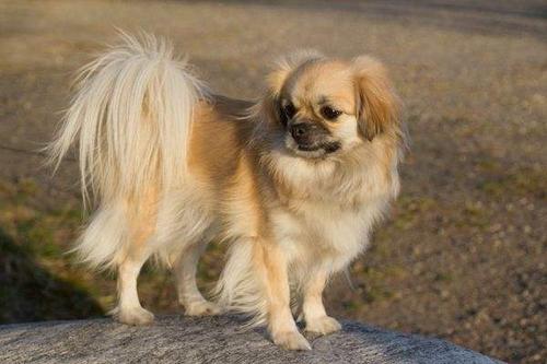 西藏猎犬吃多了拉稀怎么办