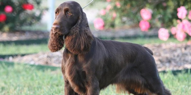 田野小猎犬是干什么的
