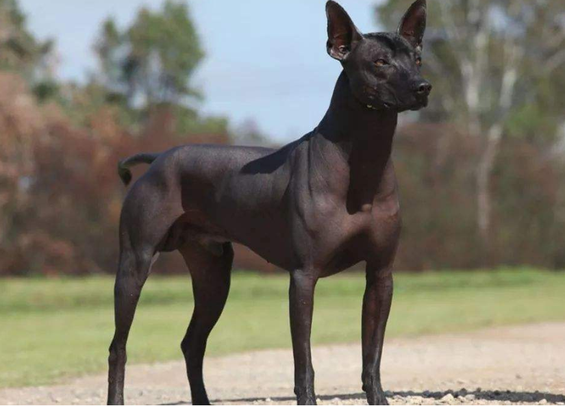 墨西哥无毛犬吐了需要怎么办