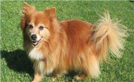 德国狐狸犬饲养有什么注意点