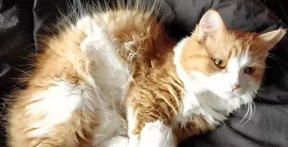电烫卷猫生病怎么护理