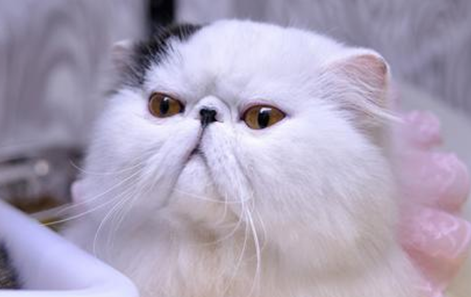 波斯猫会发腮吗
