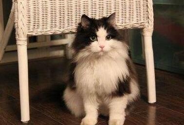 挪威森林猫有什么缺点