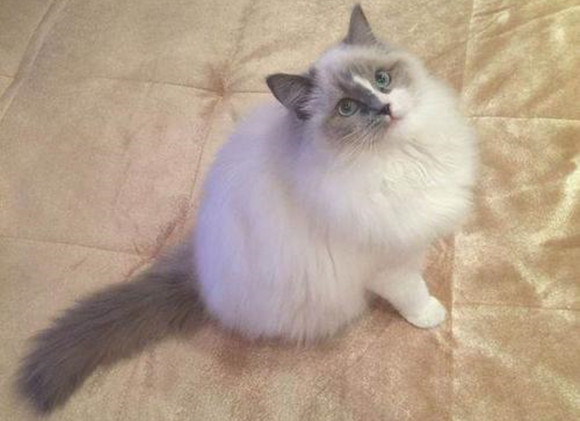 怎么看巴厘猫多大了 怎么看巴厘猫多大了