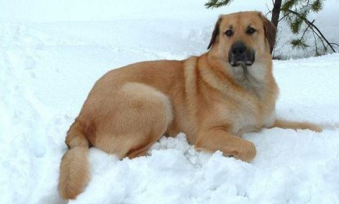 奇努克犬是干什么的