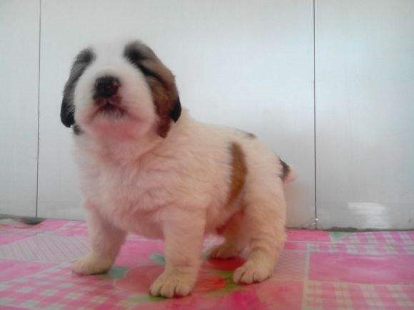 比利牛斯獒犬窝咳应该怎么办