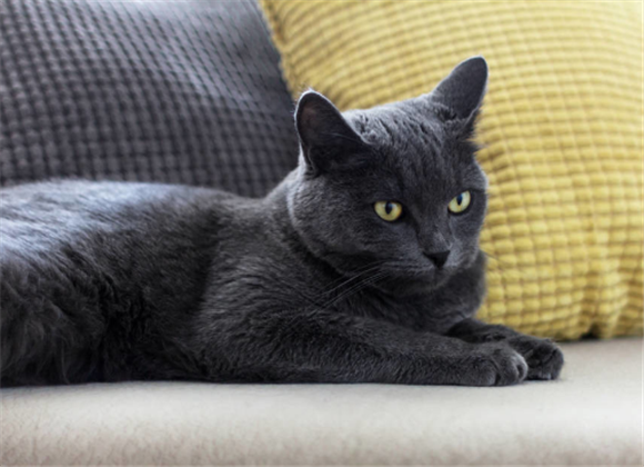 夏特尔猫有什么缺点 夏特尔猫有什么缺点