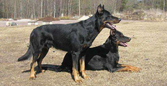 法国狼犬需要怎么教