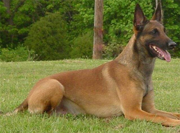 比利时马林诺斯犬训练有技巧吗 比利时马林诺斯犬训练有技巧吗