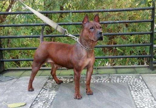 川东猎犬的体重是多少 川东猎犬的体重是多少