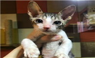 柯尼斯卷毛猫怎么看品相