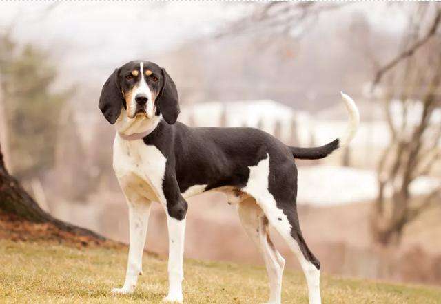 什么东西树丛浣熊猎犬不能吃