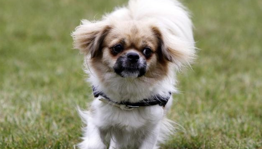 西藏猎犬的寿命一般是多久