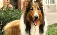 购买柯利犬的注意事项