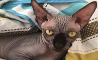加拿大无毛猫的性格特征