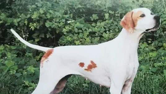 指示犬拉稀应该怎么做