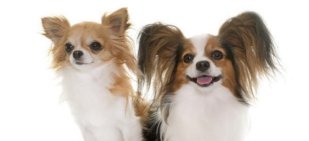 菲利犬什么颜色好 菲利犬什么颜色好