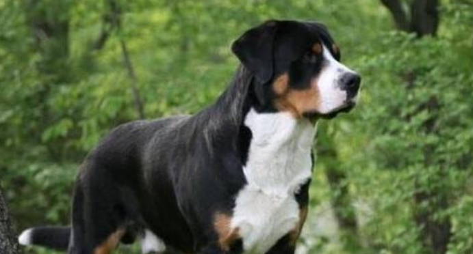 恩特雷布赫山地犬多少钱一只