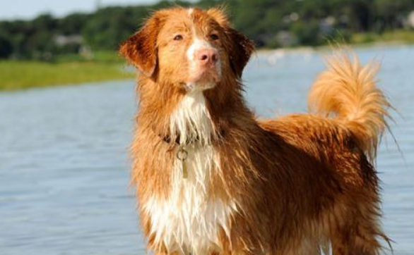 新斯科舍猎鸭犬是干什么的