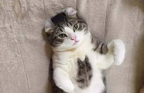美国卷耳猫有几种颜色