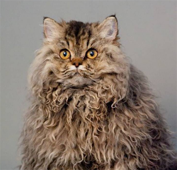 电烫卷猫粘人吗
