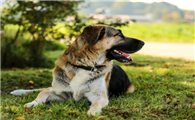 安纳托利亚牧羊犬饲养有什么注意点