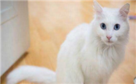 土耳其安哥拉猫怎么看多大了