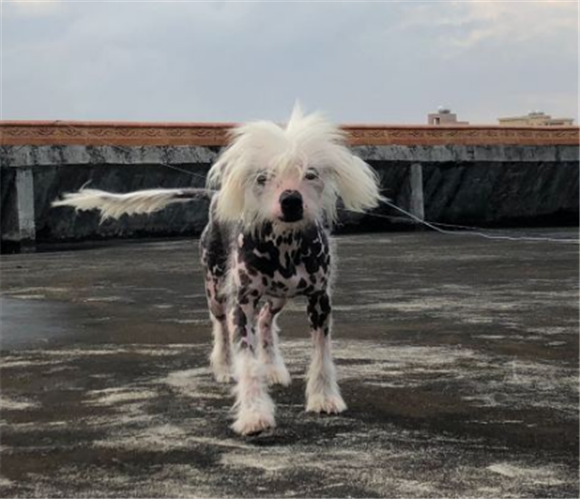 中国冠毛犬是干什么的 中国冠毛犬是干什么的
