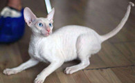柯尼斯卷毛猫寿命多久