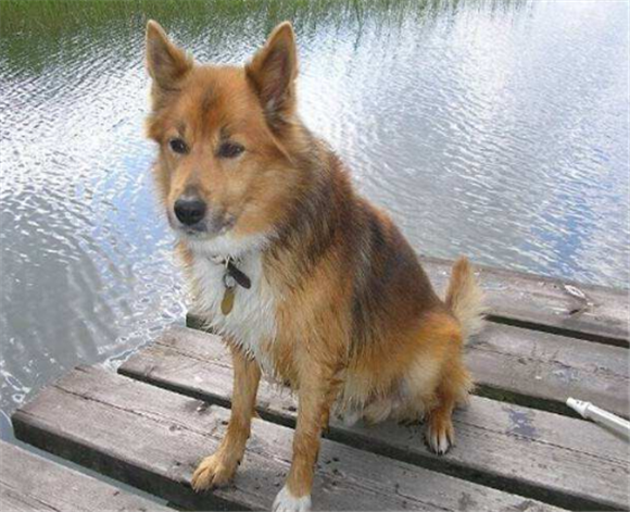 冰岛牧羊犬拉稀应该怎么做
