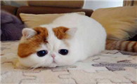 异国短毛猫怎么看品相