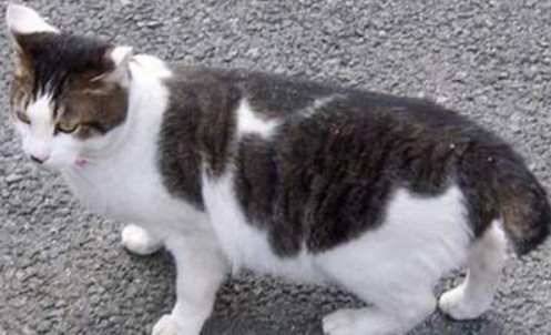 日本短尾猫的体重是多少