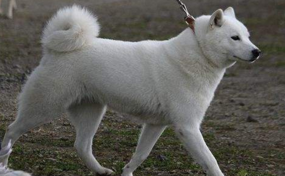 北海道犬训练技巧 北海道犬训练技巧
