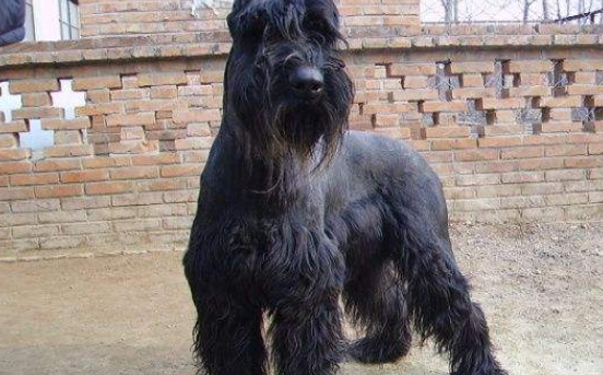 什么东西佛兰德牧牛犬不能吃 什么东西佛兰德牧牛犬不能吃