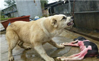 中亚牧羊犬的体重是多少