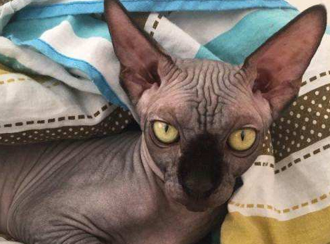 加拿大无毛猫的性格特征