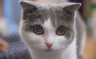 英国短毛猫会发腮吗