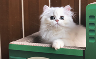 金吉拉猫的体重是多少
