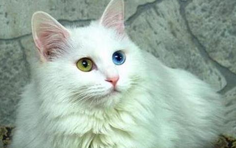 土耳其安哥拉猫怎么判断生病了 土耳其安哥拉猫怎么判断生病了