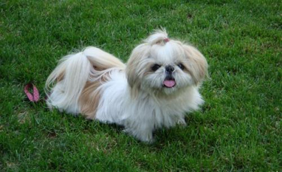 西施犬多大产仔 西施犬多大产仔