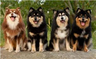 芬兰拉普猎犬有几种颜色