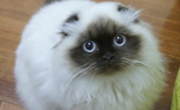喜马拉雅猫多大绝育比较好